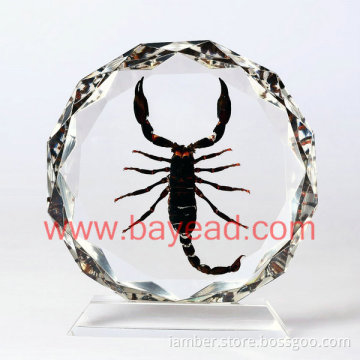 Real Insect Amber Desktop Decoration, Good For Business Gift, Office Gift